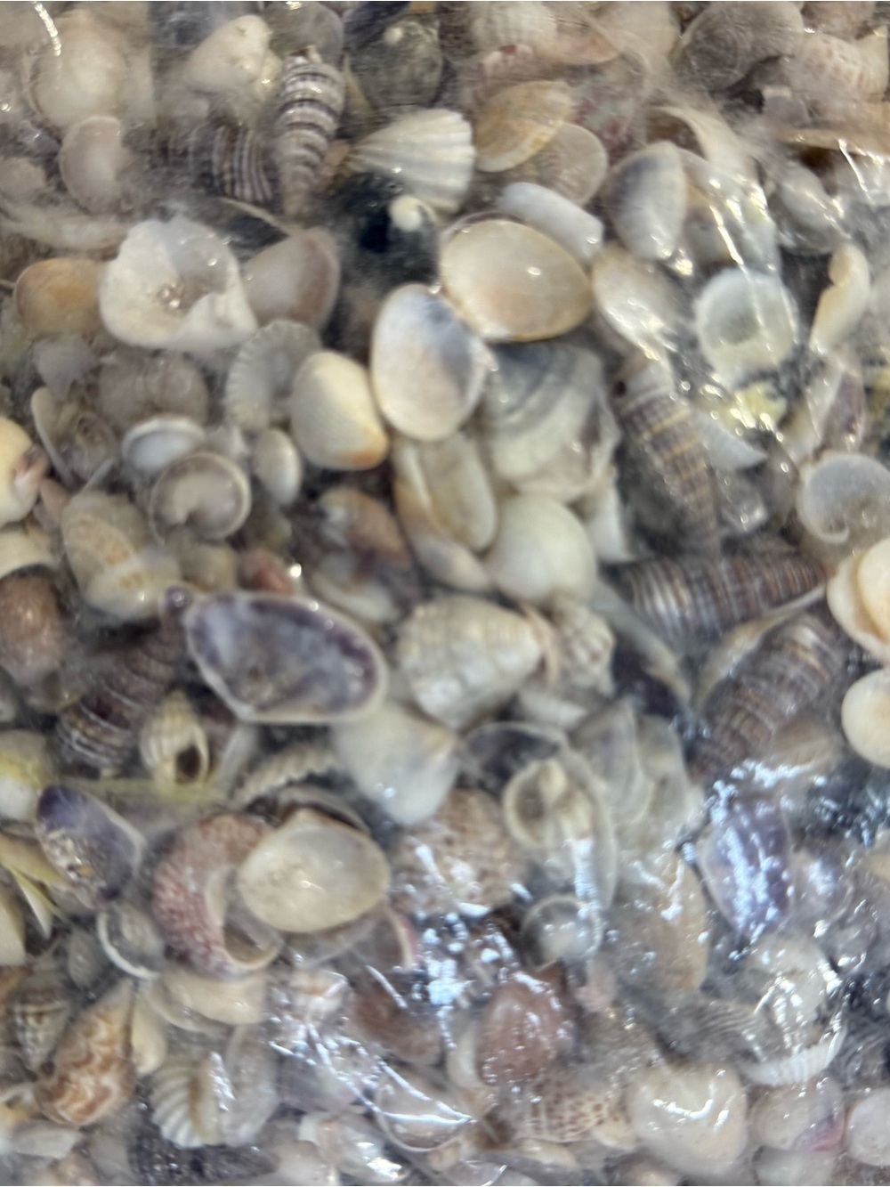 Natural Mixed Seashell Substrate for Aquariums - Neutral Tones